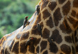 Red billed Oxpeckers