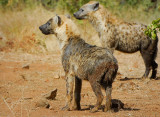 spotted Hyena