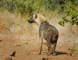 spotted Hyena