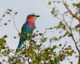 Lilac breasted Roller