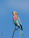 Lilac breasted Roller