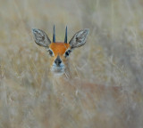 Dik Dik  near Satara