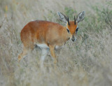 Dik Dik  near Satara