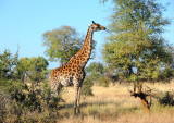 Giraffe