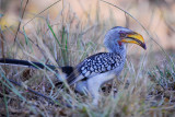 Yellow billed Hornbill