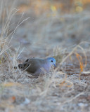 emerald spotted wood Dove