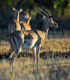 male Impala