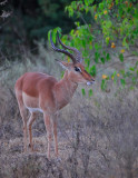Male Impala