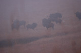 Black Wildebeests of Golden gate park