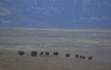 Black Wildebeests
