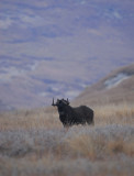 Black Wildebeest