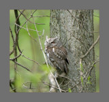 Eastern Screech Owl