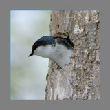 Tree Swallow