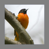 Baltimore Oriole