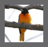Baltimore Oriole