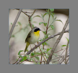 Common Yellowthroat