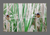 Barn Swallow