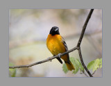 Baltimore Oriole