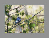 Blue Jay