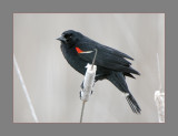 Red-Winged Blackbird