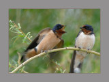 Barn Swallow