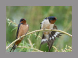 Barn Swallow