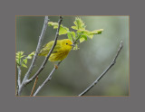 Yellow Warbler