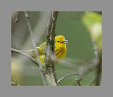 Yellow Warbler