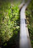 Grass and Rail