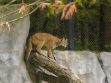 Cougar