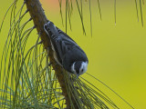 White Brested Nuthatch
