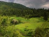 Spring Pasture, Orin-Rice Rd.