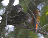 Male Red Crossbill feeding young