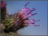 Thistle-Bud