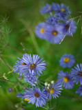 Marsh flowers