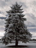 Towering Blue Spruce.jpg