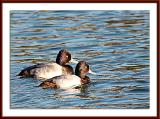 Lesser Scaups.jpg