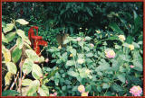 491817-R1-013-5.jpg