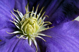 Clematis-