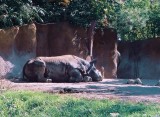 123_2blackrhinos.JPG