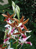 orchidshow0087.JPG