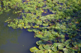 Forest_Park_3953.JPG
