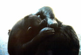 006Ab_chimps.JPG