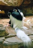 017A_colobus_monkeys.JPG