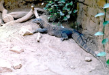 020A_komodo_dragon.JPG