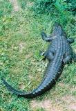 gator1.JPG