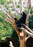 malaysunbears1.JPG