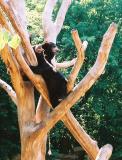 malaysunbears2.JPG