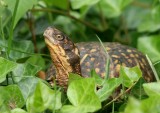 Eastern Box Turtle