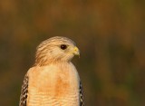 Red-shouldered Hawk